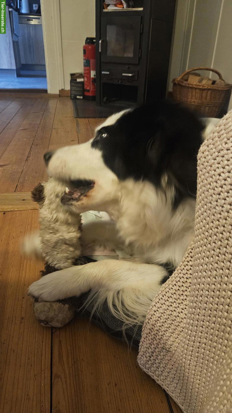 Bild 2: 3-jähriger Border Collie Rüde ❤️