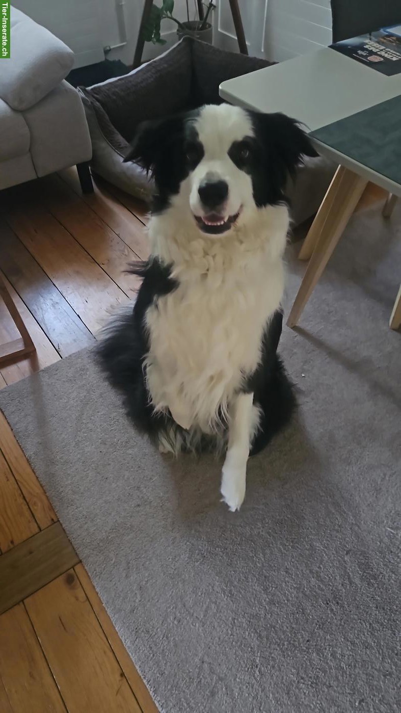 Bild 3: 3-jähriger Border Collie Rüde ❤️