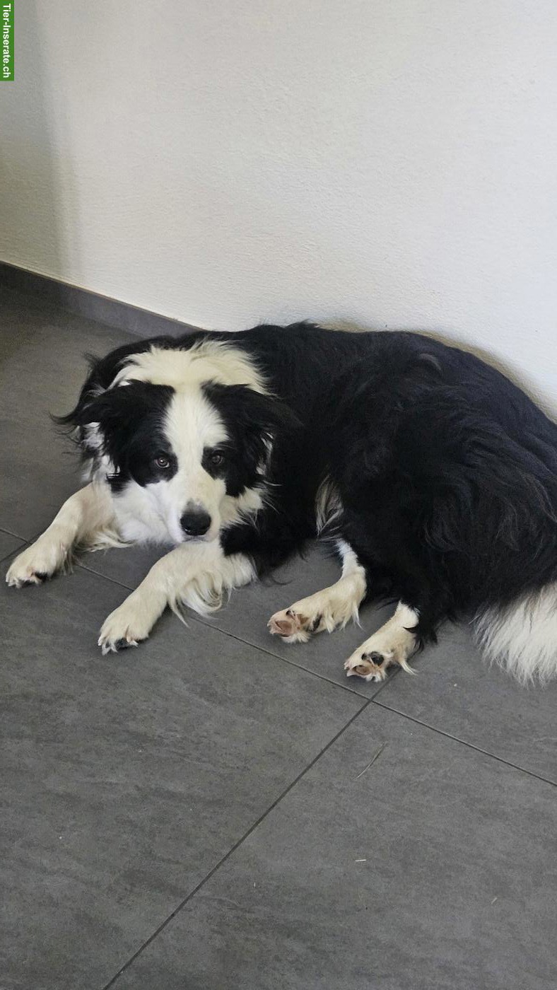 Bild 4: 3-jähriger Border Collie Rüde ❤️