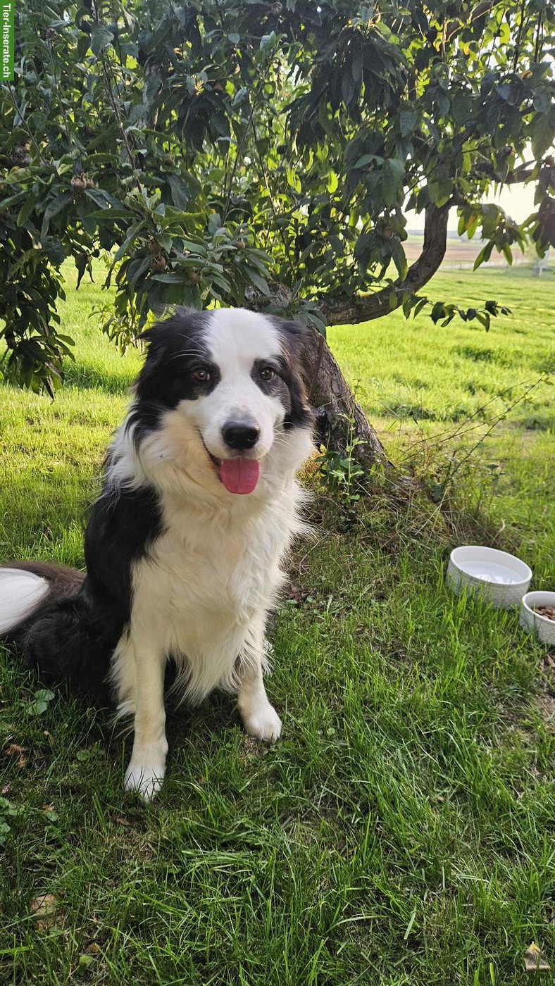 Bild 5: 3-jähriger Border Collie Rüde ❤️