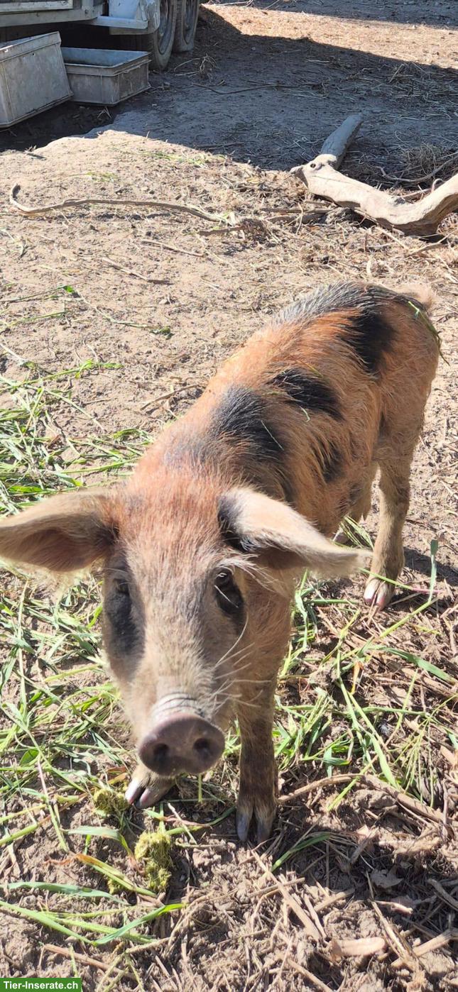 3 junge Eber & 4 junge Sauen der Rasse Schwarzes Alpenschwein
