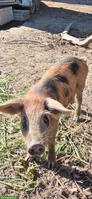 3 junge Eber & 4 junge Sauen der Rasse Schwarzes Alpenschwein