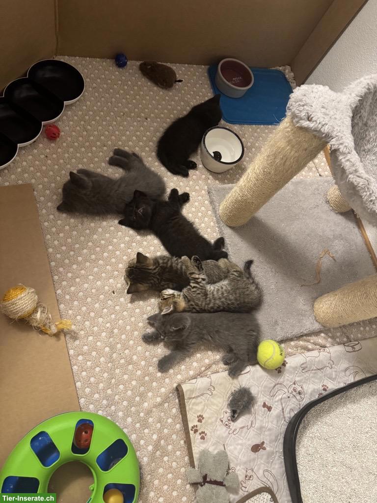 Britisch Kurzhaar Katzenbabys zu vergeben