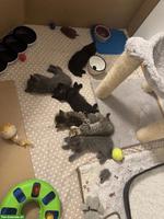 Britisch Kurzhaar Katzenbabys zu vergeben
