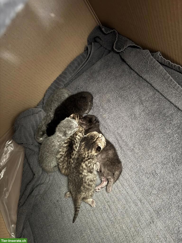 Bild 2: Britisch Kurzhaar Katzenbabys zu vergeben