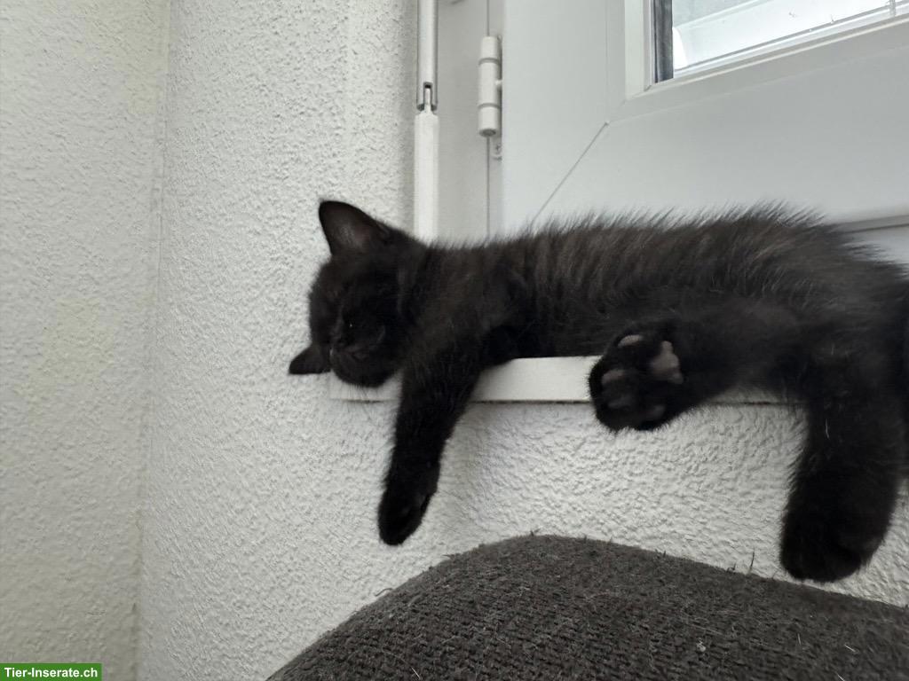 Bild 3: Britisch Kurzhaar Katzenbabys zu vergeben