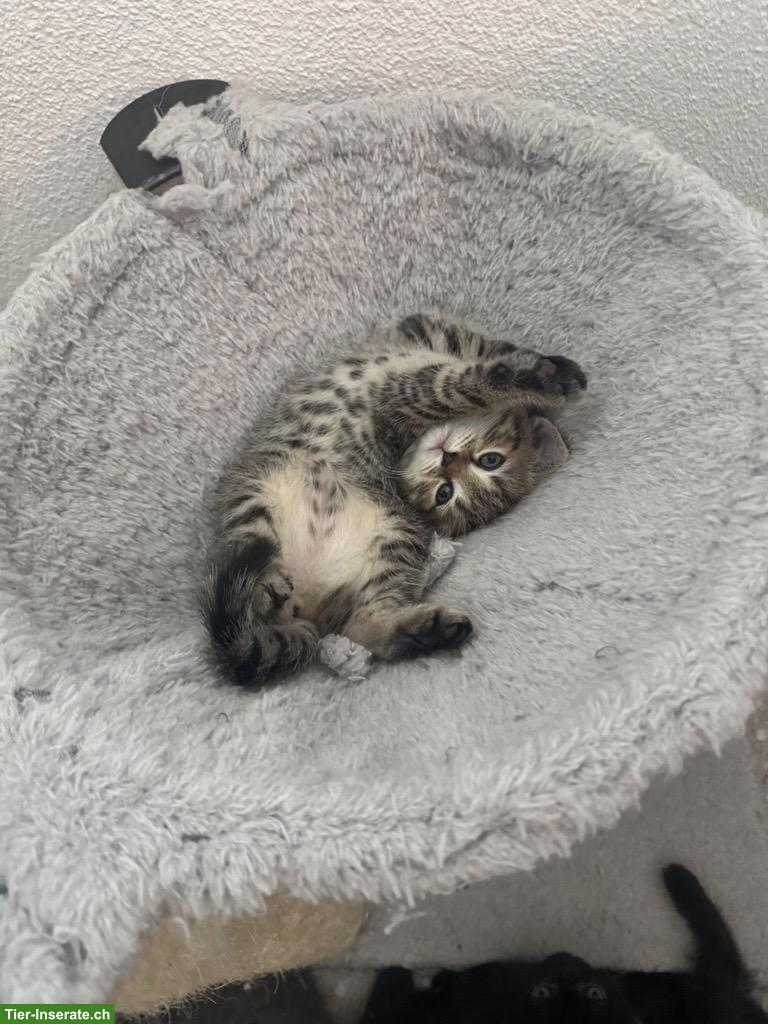 Bild 4: Britisch Kurzhaar Katzenbabys zu vergeben
