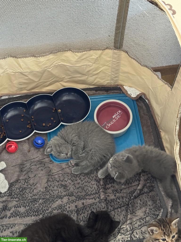 Bild 5: Britisch Kurzhaar Katzenbabys zu vergeben