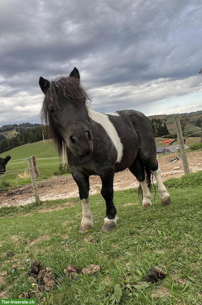 2 Shetlandpony Stuten zu verkaufen