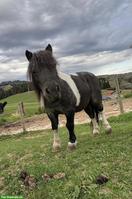 2 Shetlandpony Stuten zu verkaufen