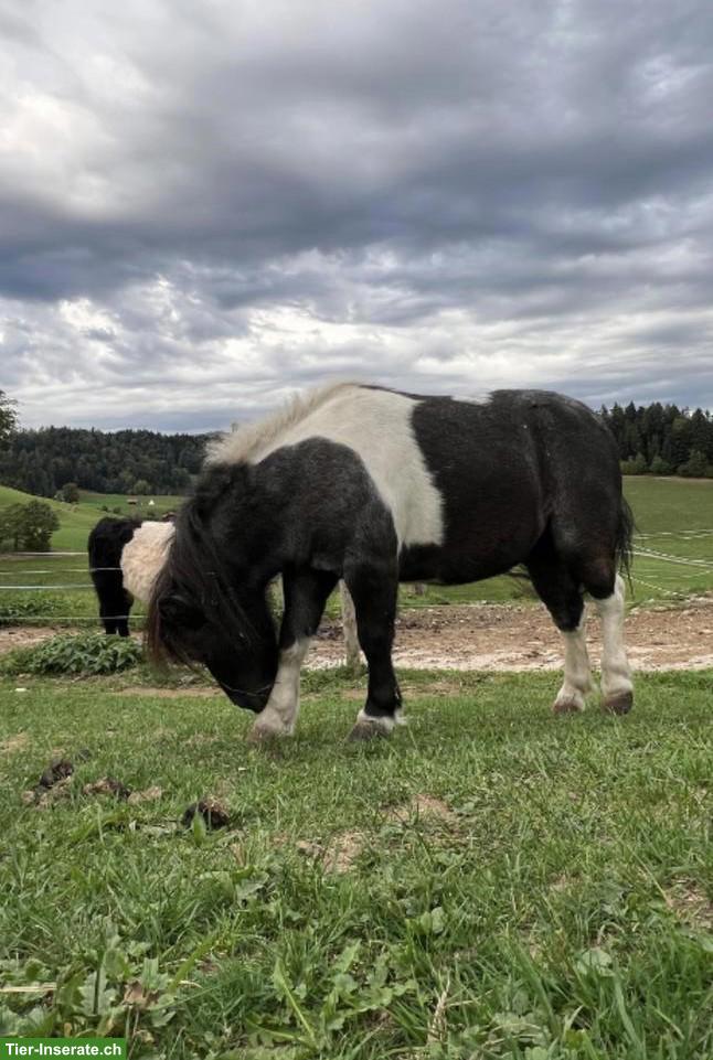 Bild 2: 2 Shetlandpony Stuten zu verkaufen