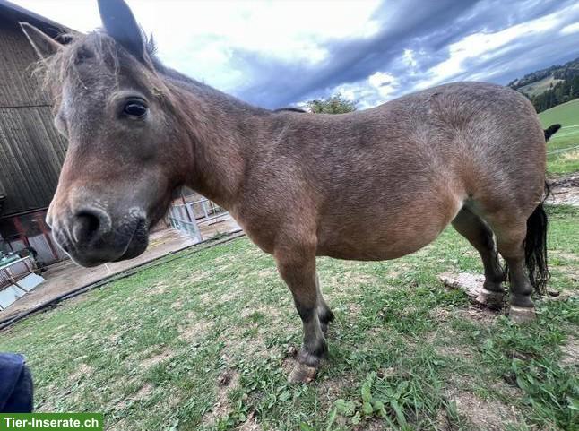 Bild 4: 2 Shetlandpony Stuten zu verkaufen