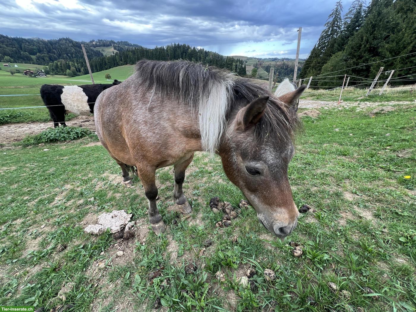 Bild 5: 2 Shetlandpony Stuten zu verkaufen