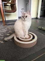 Sehr liebe BKH Katzendame, 3-jährig sucht Traumzuhause