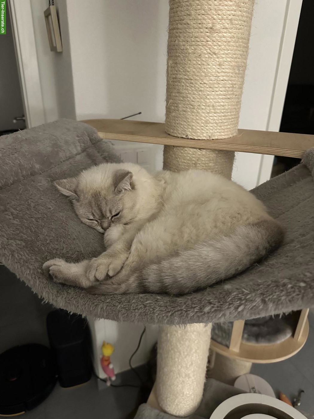 Bild 5: Sehr liebe BKH Katzendame, 3-jährig sucht Traumzuhause