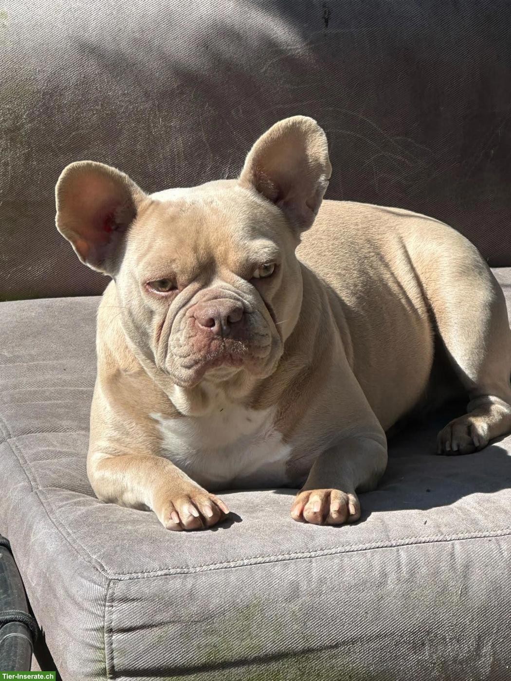 2 Französische Bulldoggen Hündinnen suchen lieben Platz
