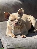 2 Französische Bulldoggen Hündinnen suchen lieben Platz