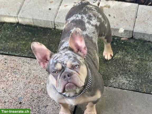 Bild 2: 2 Französische Bulldoggen Hündinnen suchen lieben Platz