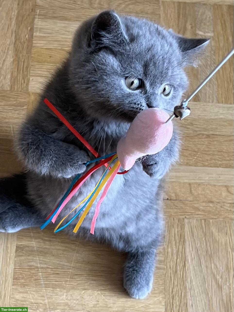 Reinrassiges BKH Kitten mit Stammbaum