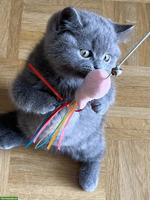 Reinrassiges BKH Kitten mit Stammbaum