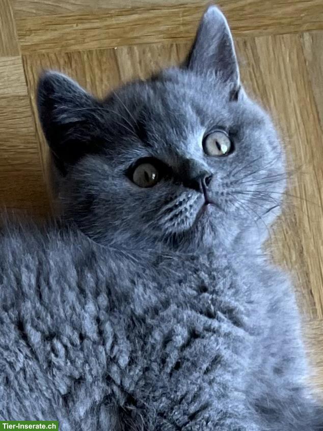 Bild 3: Reinrassiges BKH Kitten mit Stammbaum