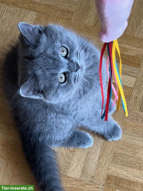 Bild 4: Reinrassiges BKH Kitten mit Stammbaum