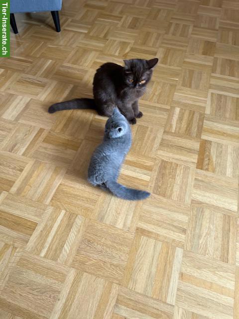 Bild 5: Reinrassiges BKH Kitten mit Stammbaum