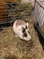 Liebes Kaninchen Männchen Robin sucht seine neues Zuhause
