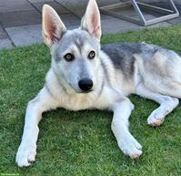 Siberian Husky x Weisser Schäferhund Mix Hündin