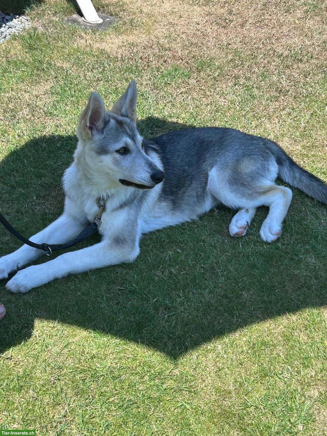 Bild 2: Siberian Husky x Weisser Schäferhund Mix Hündin