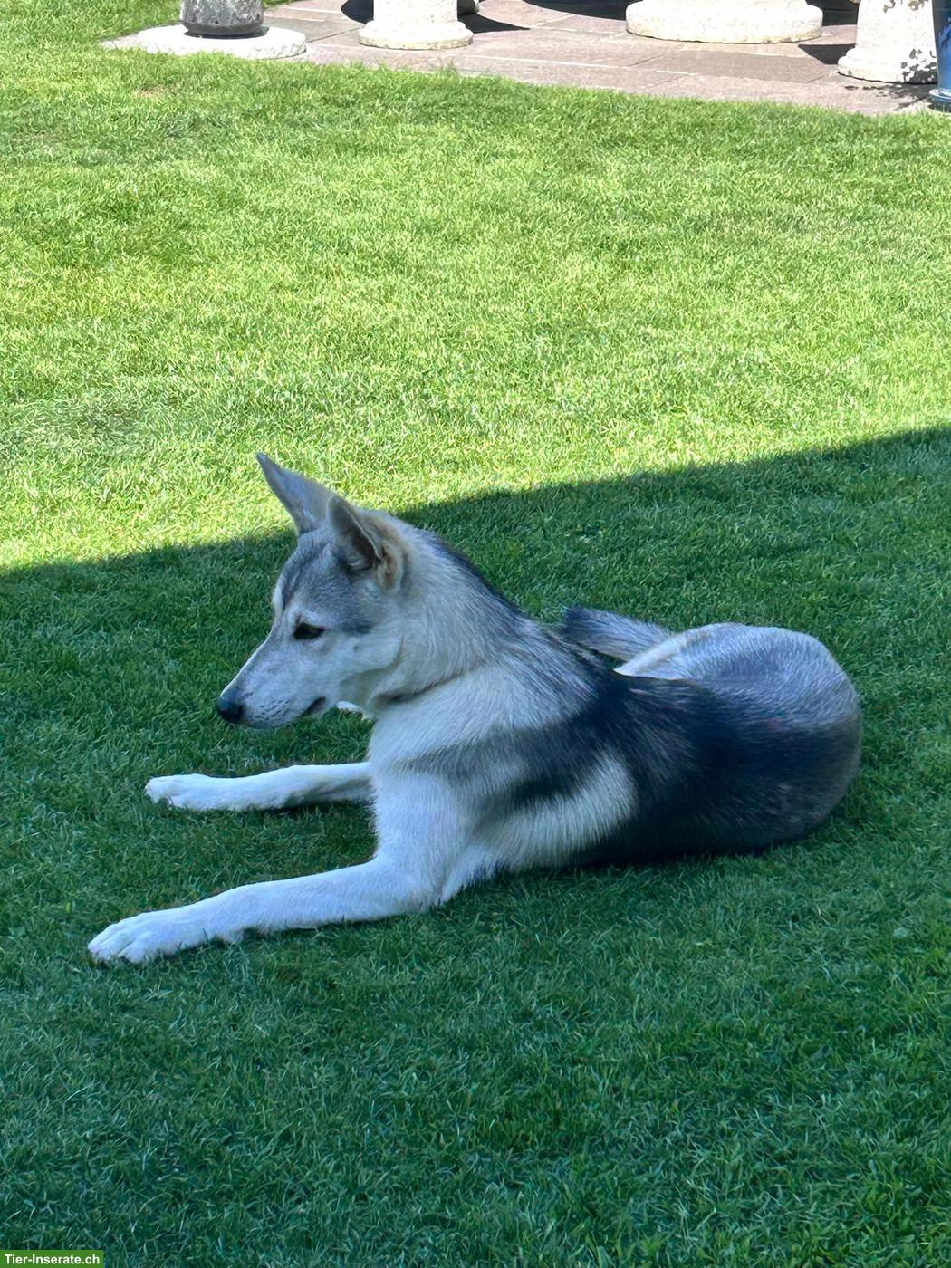Bild 3: Siberian Husky x Weisser Schäferhund Mix Hündin