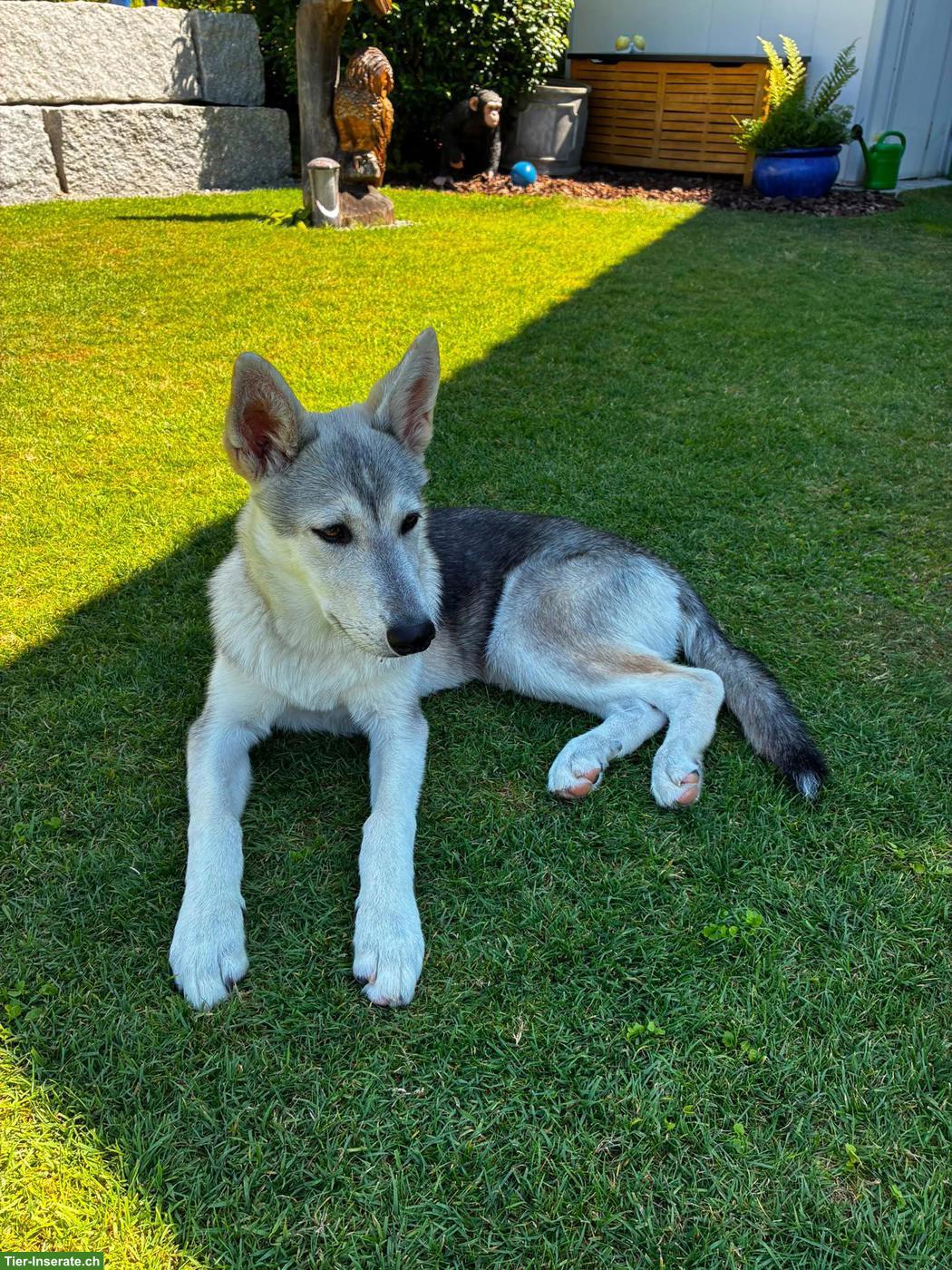 Bild 4: Siberian Husky x Weisser Schäferhund Mix Hündin