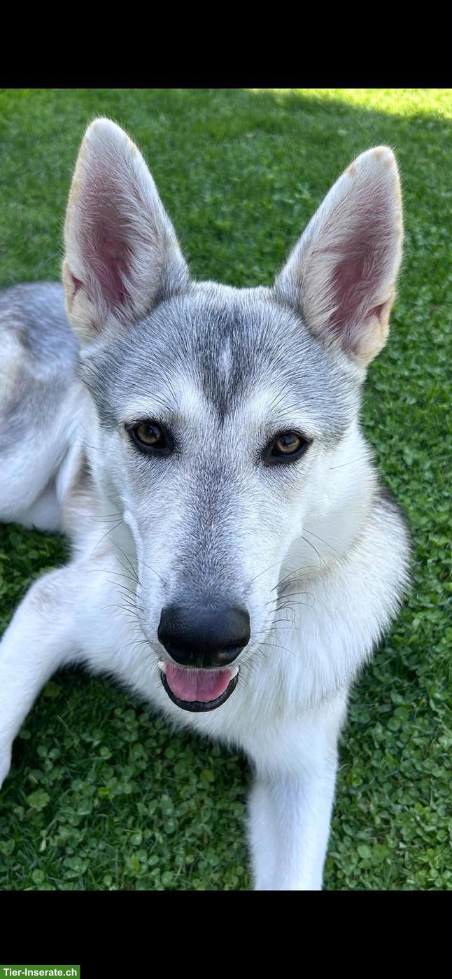 Bild 5: Siberian Husky x Weisser Schäferhund Mix Hündin