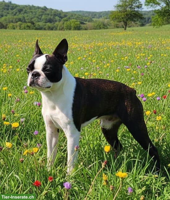 Bild 2: Boston Terrier Rüde, anhänglich und sehr verschmust