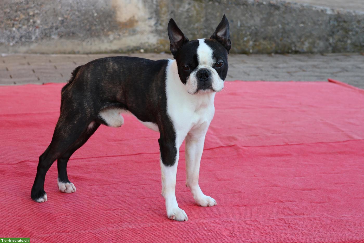 Bild 3: Boston Terrier Rüde, anhänglich und sehr verschmust