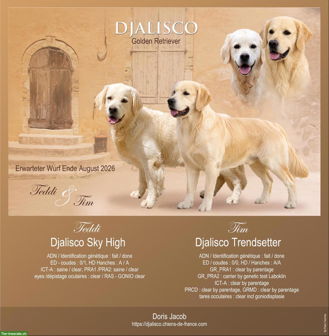 Reinrassige FCI Golden Retriever Welpen