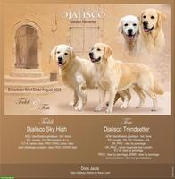 Reinrassige FCI Golden Retriever Welpen