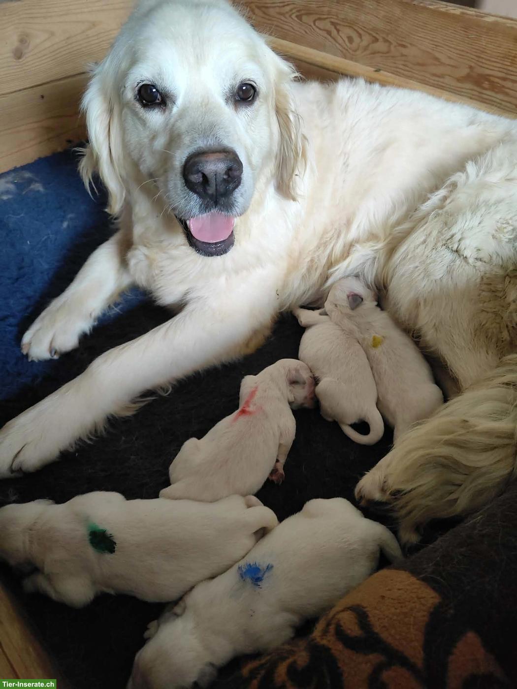 Bild 2: Reinrassige FCI Golden Retriever Welpen