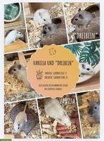 Männliche Rennmäuse: Vanilla und "Dreibein"