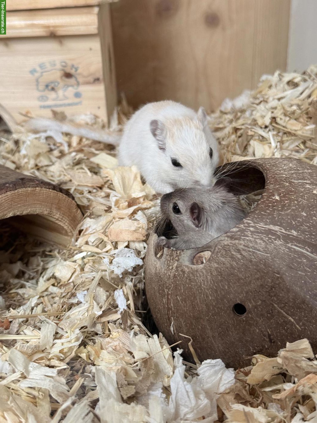 Bild 2: Männliche Rennmäuse: Vanilla und "Dreibein"