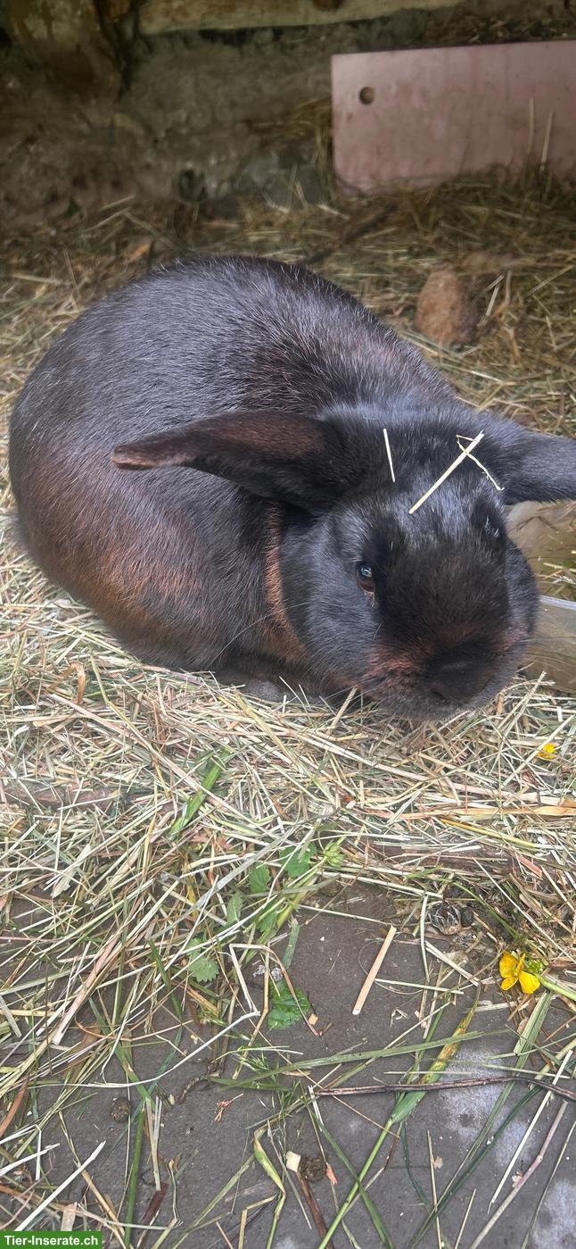 Zwergkaninchen-Bock sucht dringend neues Zuhause