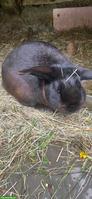 Zwergkaninchen-Bock sucht dringend neues Zuhause