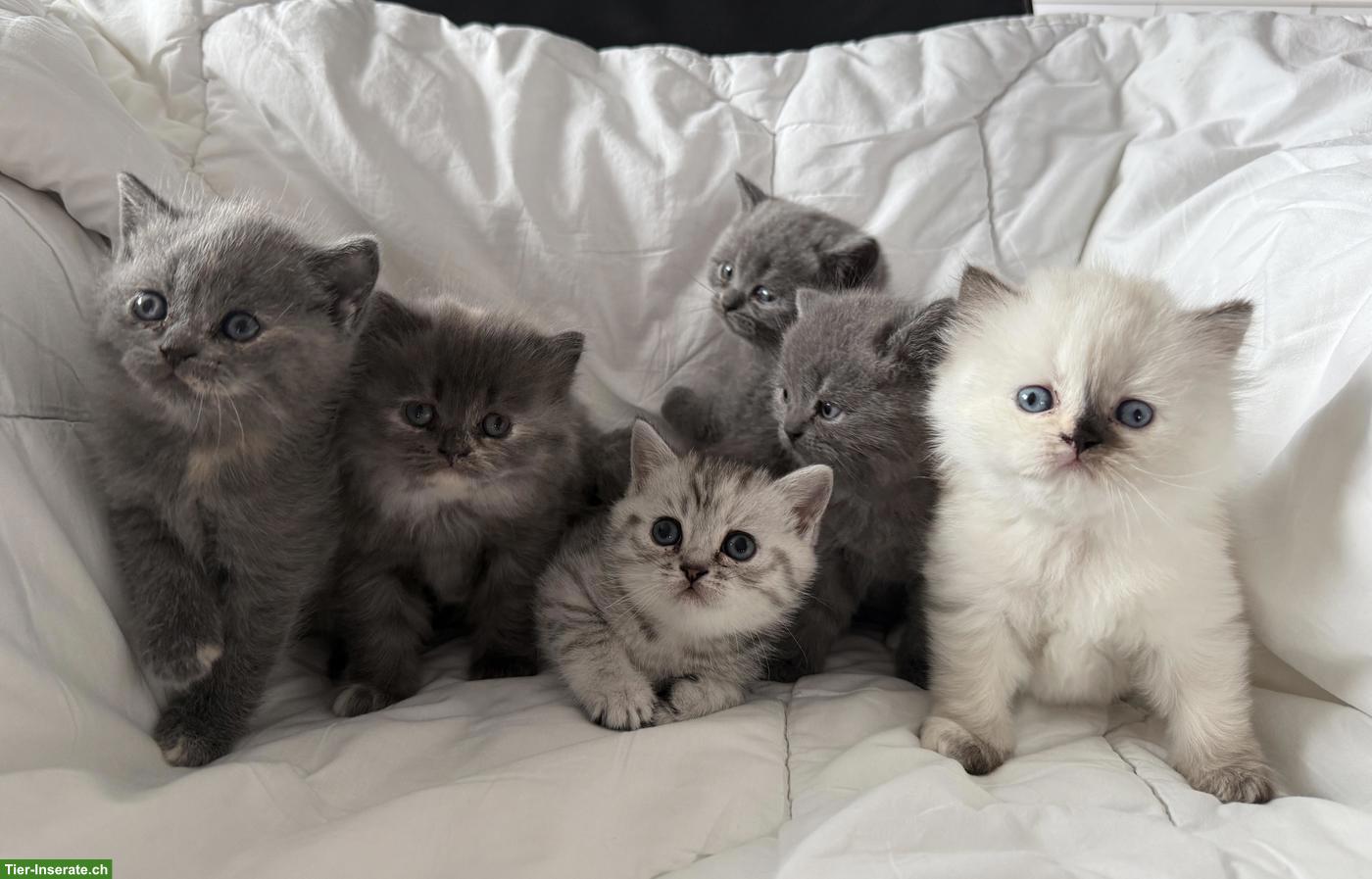 Reinrassige BKH-Kitten zu verkaufen
