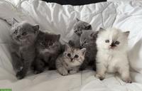 Reinrassige BKH-Kitten