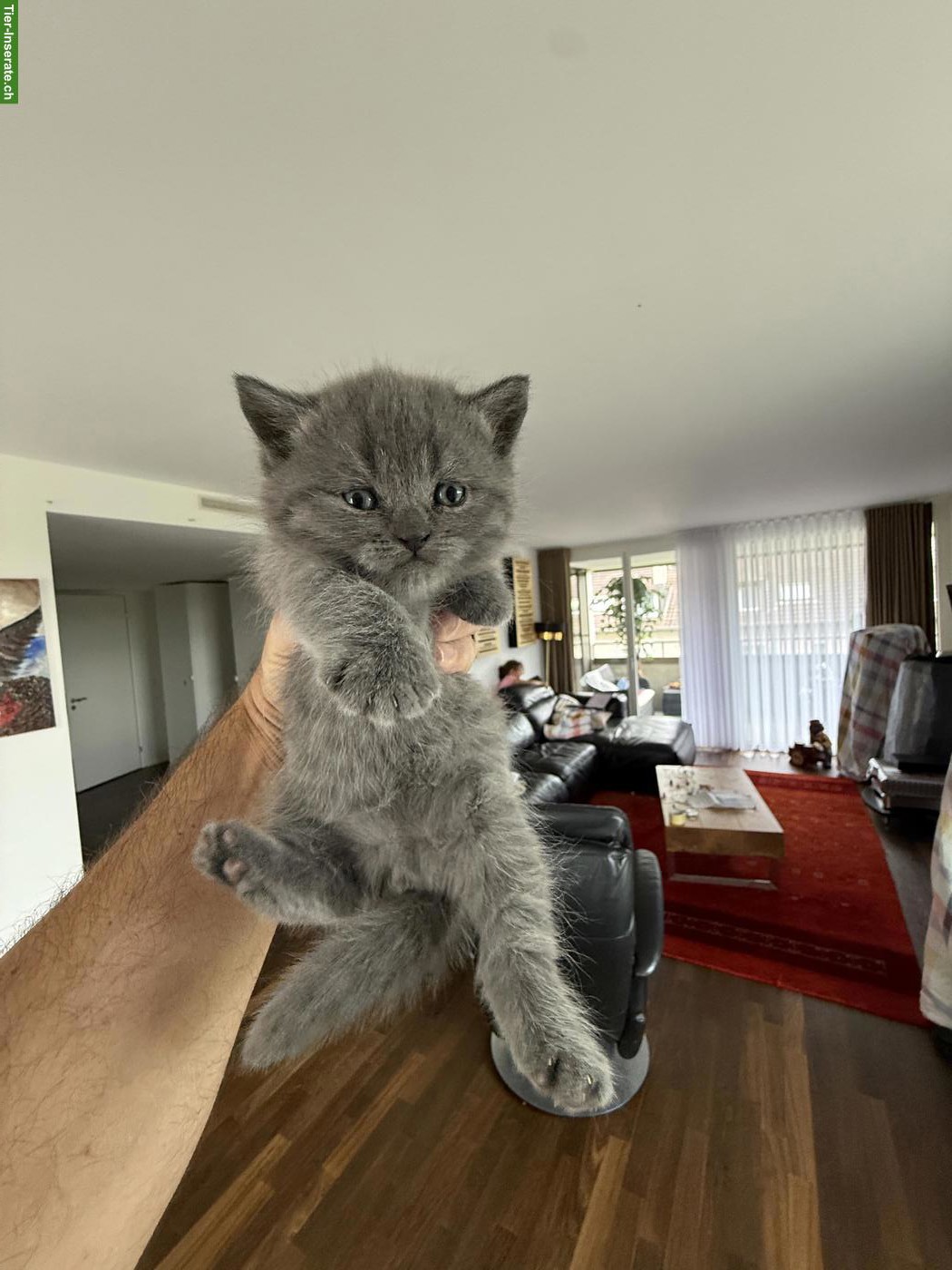 Bild 2: Reinrassige BKH-Kitten zu verkaufen