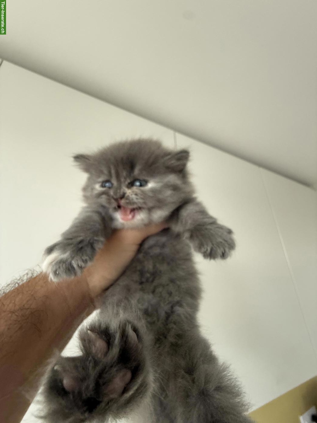 Bild 3: Reinrassige BKH-Kitten zu verkaufen