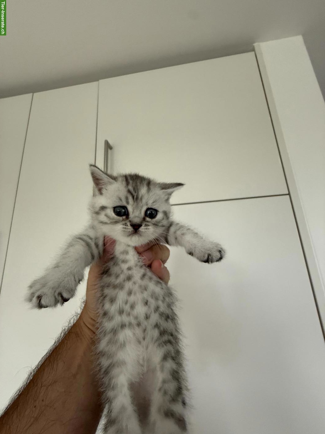 Bild 4: Reinrassige BKH-Kitten zu verkaufen