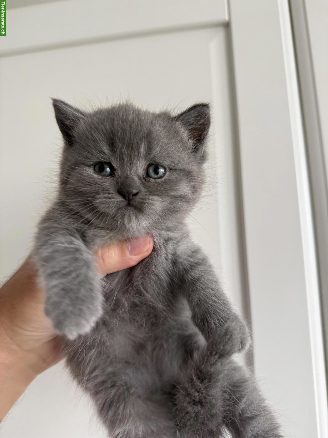 Bild 5: Reinrassige BKH-Kitten zu verkaufen