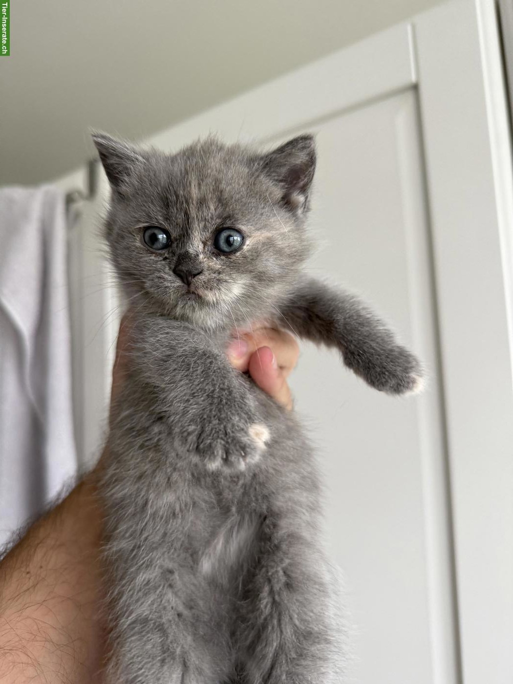 Bild 6: Reinrassige BKH-Kitten zu verkaufen