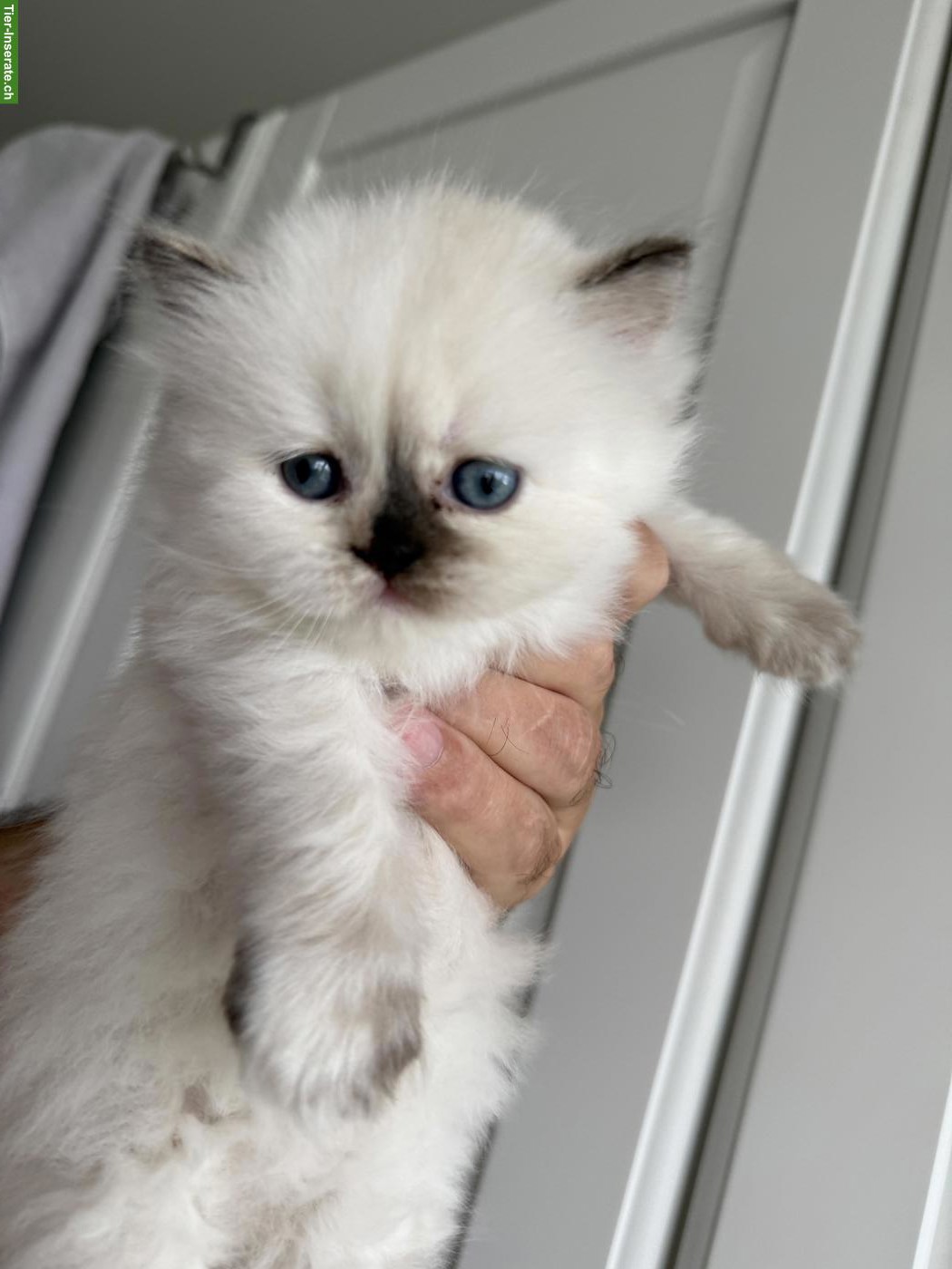 Bild 7: Reinrassige BKH-Kitten zu verkaufen